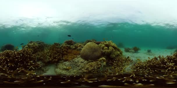 Koraalrif met vis onder water. Filippijnen. Virtual Reality 360 — Stockvideo