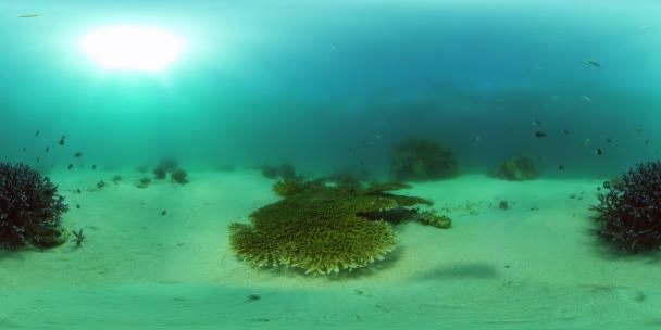 Arrecife de coral y peces tropicales. Filipinas. Realidad virtual 360 — Vídeo de stock