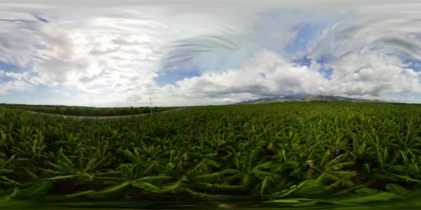 Bananenplantagen auf der Insel Mindanao, Philippinen. 360-Grad-Ansicht. — Stockvideo