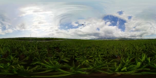 Mindanao, Filipinler 'deki muz tarlaları. 360 Derece Görünüm. — Stok video