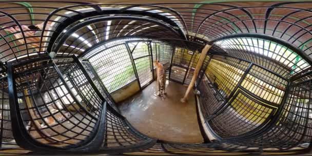 Davao Crocodile Park, Philippines. Visite virtuelle 360 — Video
