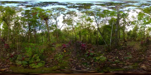 Selva tropical en Filipinas. Vista de 360 grados. — Vídeo de stock