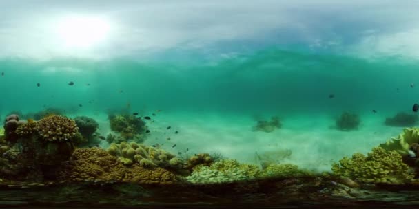 Korallzátony és trópusi halak. Fülöp-szigetek. Virtuális valóság 360 — Stock videók