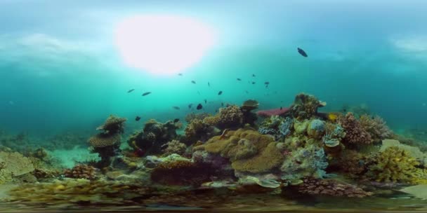 Coral reef and tropical fish. Philippines. 360-Degree view. — Stock Video