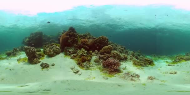 The underwater world of a coral reef. Philippines. Virtual Reality 360 — Stock Video