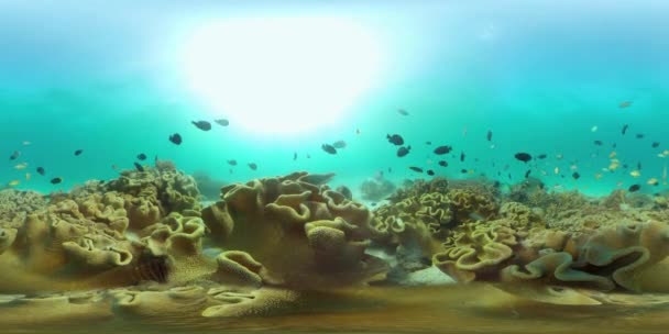El mundo submarino de un arrecife de coral. Filipinas. Realidad virtual 360 — Vídeo de stock