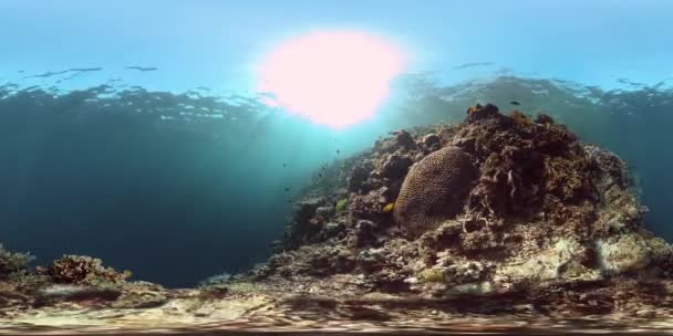 Suyun altında balıklı mercan kayalıkları. Filipinler. Sanal Gerçeklik 360 — Stok video