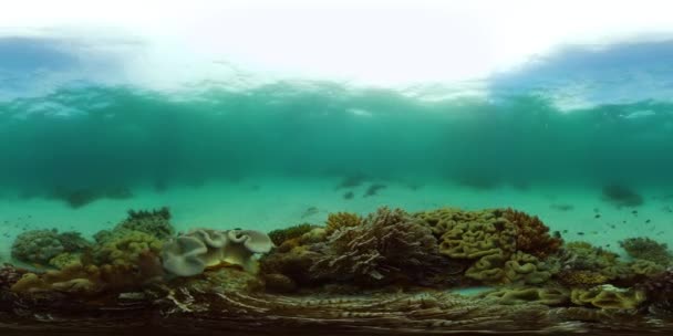 The underwater world of a coral reef. Philippines. Virtual Reality 360 — Stock Video
