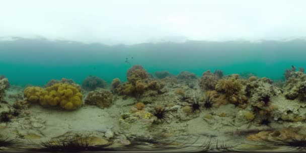サンゴ礁の水中世界。フィリピンだ。仮想現実360 — ストック動画
