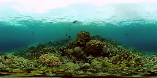 Coral reef and tropical fish. Philippines. Virtual Reality 360 — Stock Video