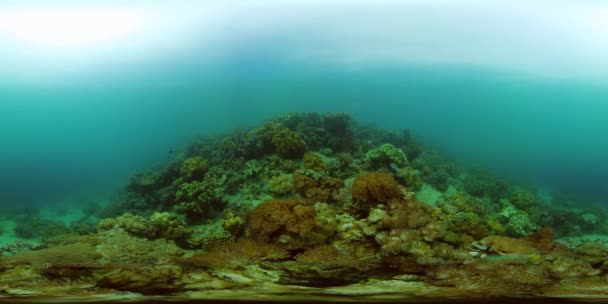 Koraalrif en tropische vissen onder water. Filippijnen. 360 graden uitzicht. — Stockvideo