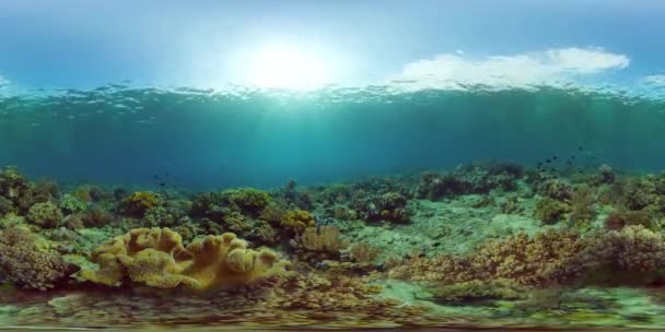 El mundo submarino de un arrecife de coral. Filipinas. Realidad virtual 360 — Vídeo de stock