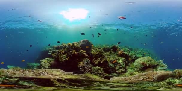 Arrecife de coral con peces bajo el agua. Filipinas. Realidad virtual 360 — Vídeo de stock