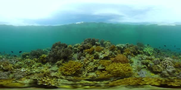 Korallzátony és trópusi halak. Fülöp-szigetek. 360 fokos nézet. — Stock videók