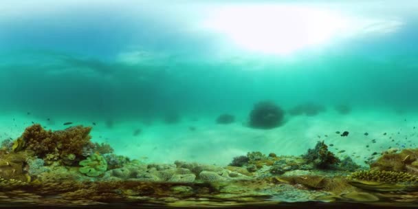 Arrecife de coral con peces bajo el agua. Filipinas. Realidad virtual 360 — Vídeos de Stock