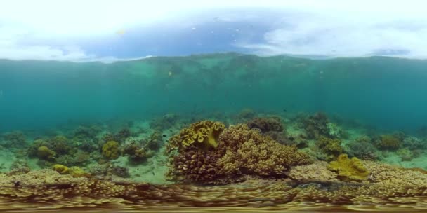 Récif corallien et poissons tropicaux. Philippines. Réalité virtuelle 360 — Video