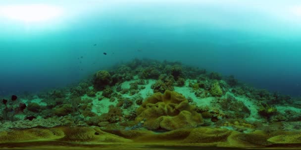 Arrecife de coral y peces tropicales bajo el agua. Filipinas. Vista de 360 grados. — Vídeo de stock