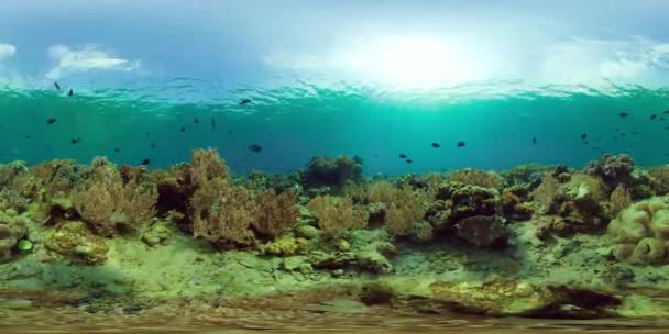 O mundo subaquático de um recife de coral. Filipinas. Realidade Virtual 360 — Vídeo de Stock