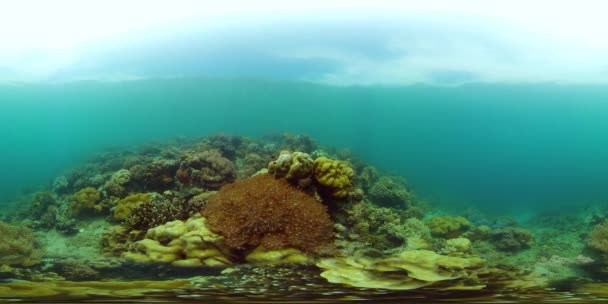 Recifes de corais e peixes tropicais subaquáticos. Filipinas. Vista de 360 graus. — Vídeo de Stock