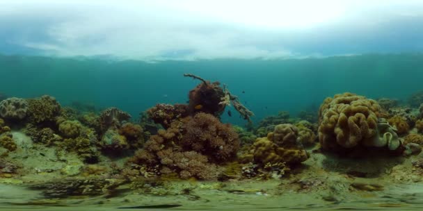 Recifes de coral e peixes tropicais. Filipinas. Vista de 360 graus. — Vídeo de Stock