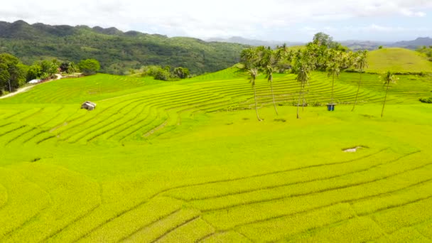 Güzel pirinç terasları. Bohol, Filipinler. — Stok video