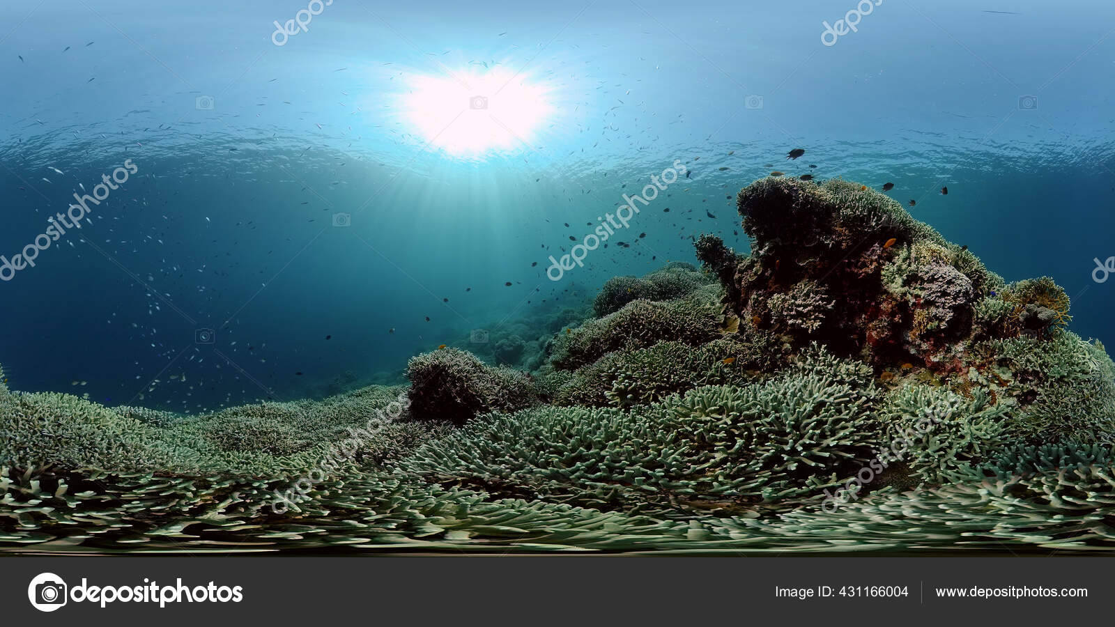 Arrecife de coral y peces tropicales. Filipinas. Vista de 360 grados. —  Foto de stock #431166004 © Alexpunker, image size:1600x900