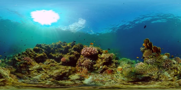 Recifes de coral e peixes tropicais. Filipinas. Vista de 360 graus. — Fotografia de Stock