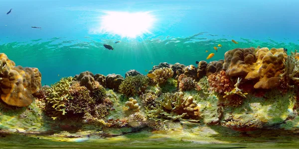 Mercan resifi ve tropikal balıklar su altında. Filipinler. 360 Derece Görünüm.