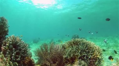 Mercan resifi ve tropikal balıklar su altında. Filipinler.