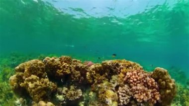 Mercan resifi ve tropikal balıklar su altında. Filipinler.