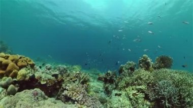 Mercan kayalıkları ve tropikal balıklar. Filipinler.