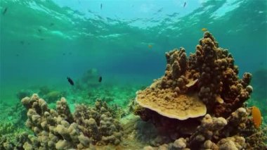 Mercan kayalıkları ve tropikal balıklar. Filipinler.