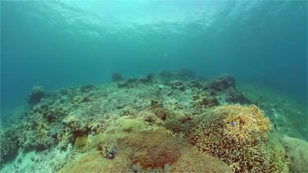 Arrecife de coral y peces tropicales. Filipinas. — Vídeo de stock