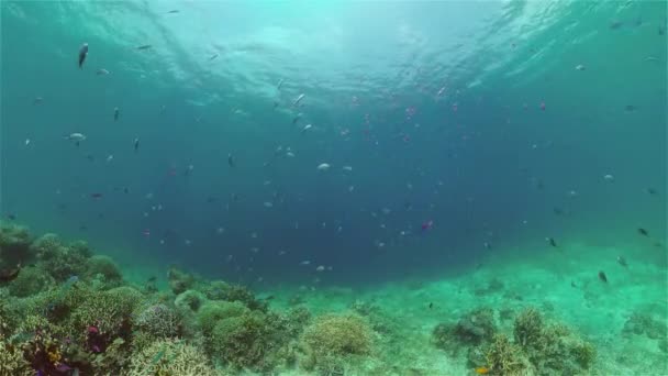 The underwater world of a coral reef. Philippines. — Stock Video