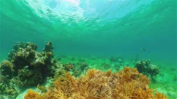 Arrecife de coral y peces tropicales. Filipinas. — Vídeo de stock