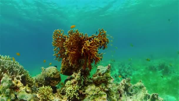 Arrecife de coral y peces tropicales. Filipinas. — Vídeo de stock