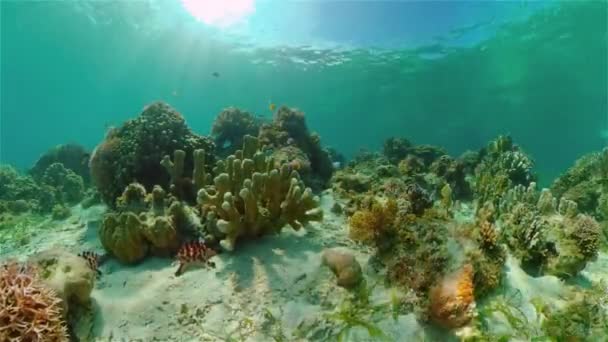 Arrecife de coral con peces bajo el agua. Filipinas. — Vídeo de stock