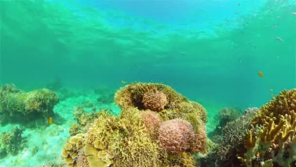 Rafa koralowa i tropikalne ryby pod wodą. Filipiny. — Wideo stockowe
