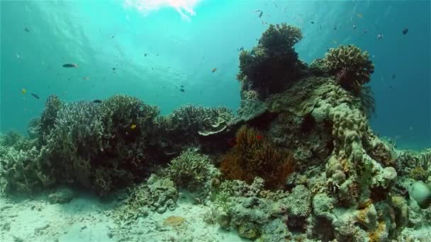 Koraalrif en tropische vissen onder water. Filippijnen. — Stockvideo