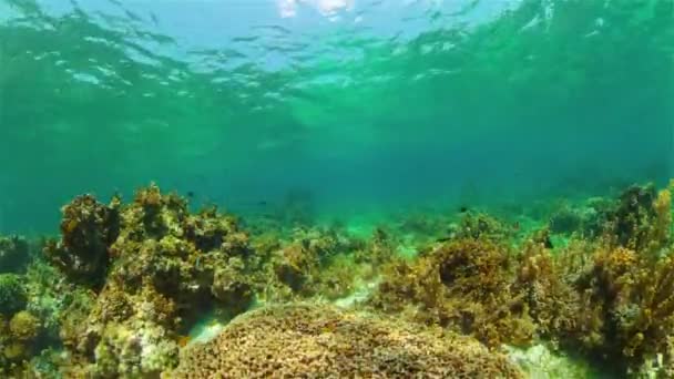 Arrecife de coral con peces bajo el agua. Filipinas. — Vídeo de stock