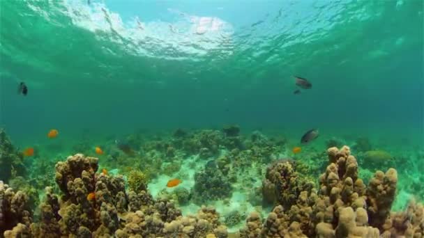 Il mondo sottomarino di una barriera corallina. Filippine. — Video Stock