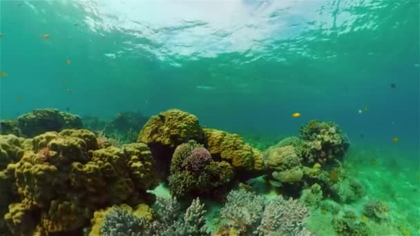 Podmořský svět korálového útesu. Filipíny. — Stock video