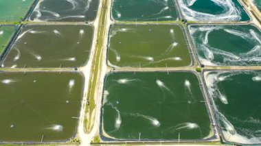 Filipinler 'deki Karides Çiftliği.