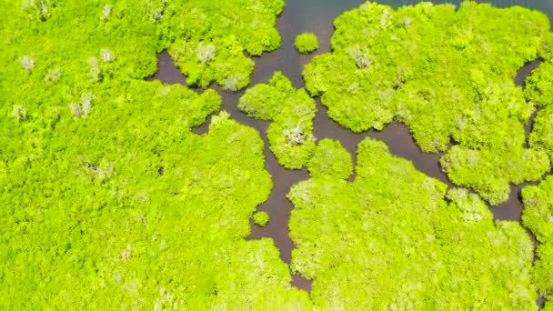 Manglares verdes. Bohol, Filipinas. — Vídeos de Stock