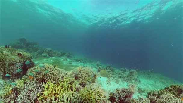 Coral reef and tropical fish. Philippines. — Stock Video