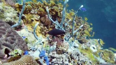 Mercan resiflerinin sualtı dünyası. Leyte, Filipinler.