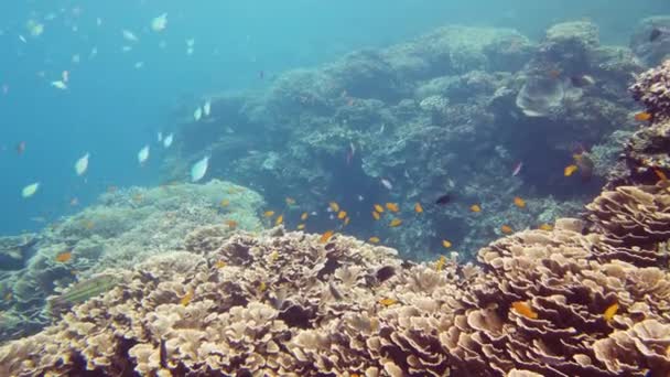 Подводный мир кораллового рифа. Лейте, Филиппины. — стоковое видео