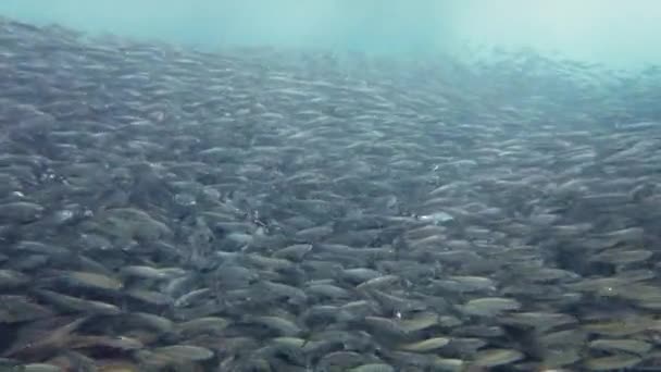 Denizde sardalya sürüsü. Bohol, Filipinler. — Stok video