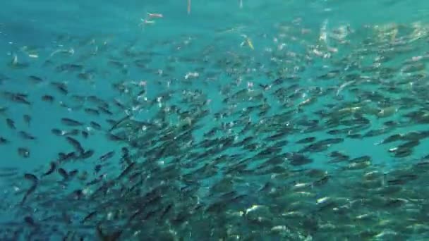 Морской косяк сардин. Феодосия, Филиппины. — стоковое видео