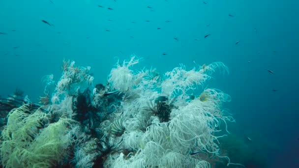 Mercan resifi ve tropikal balıklar su altında. Leyte, Filipinler. — Stok video
